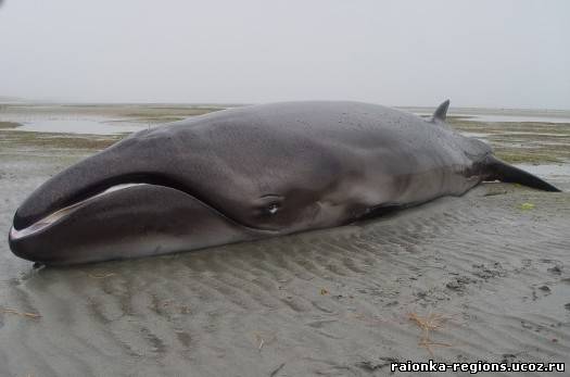 На пляж в Новой Зеландии выбросило кита-малютку в 6,5 м, считающегося вымершим 2 млн лет назад