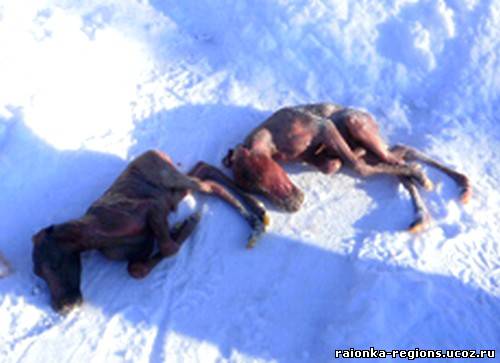 VIP-браконьеры убили лосиху и трех ее детенышей, причем двух еще не родившихся